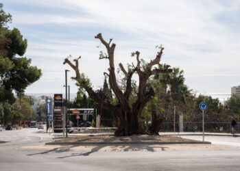 Benalmádena se hace cargo de un algarrobo de casi 300 años