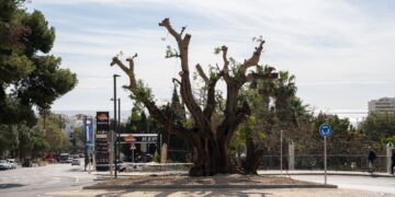 Benalmádena se hace cargo de un algarrobo de casi 300 años