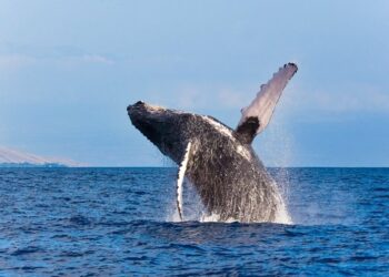 Sea Life Benalmádena alerta sobre la necesidad de protección de las ballenas