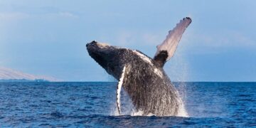 Sea Life Benalmádena alerta sobre la necesidad de protección de las ballenas