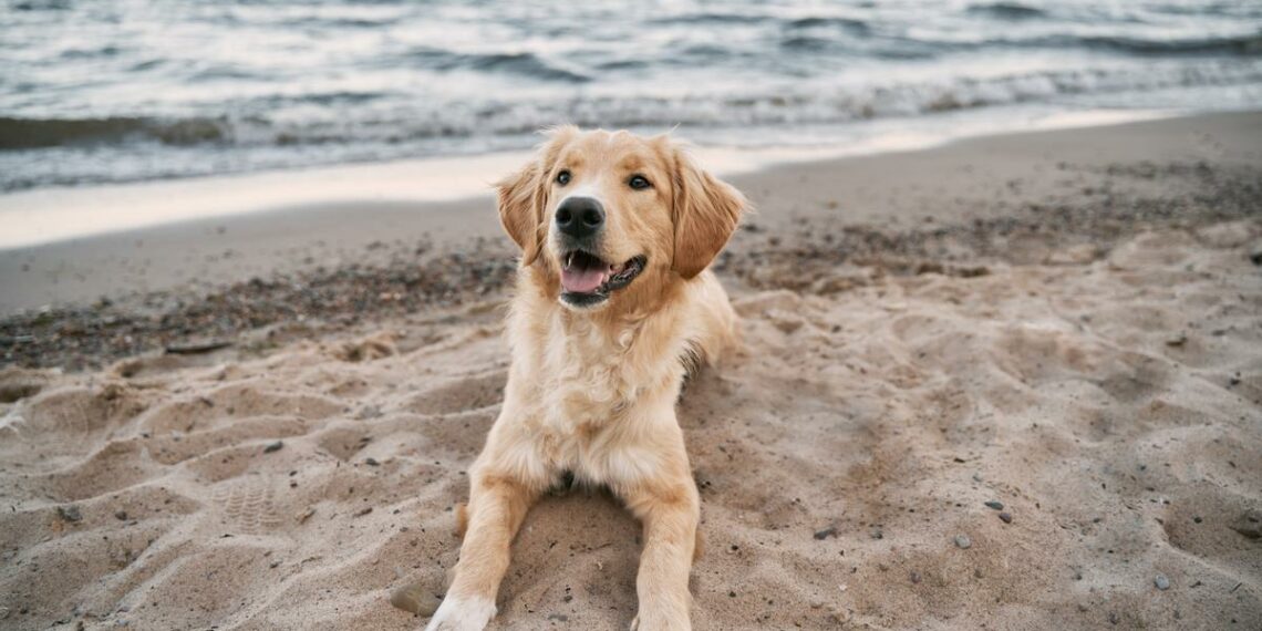 Benalmádena se compromete a crear una playa para perros con el acuerdo de los vecinos