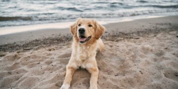 Benalmádena se compromete a crear una playa para perros con el acuerdo de los vecinos