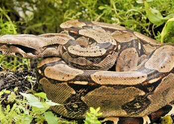 Capturan en Málaga una boa constrictor de 2,30 metros de longitud