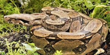 Capturan en Málaga una boa constrictor de 2,30 metros de longitud