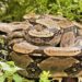 Capturan en Málaga una boa constrictor de 2,30 metros de longitud