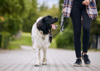 La Policía Local de Torremolinos impone 260 sanciones a dueños de mascotas en lo que va de año