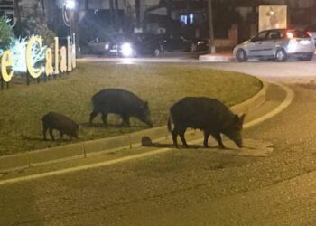 Ecologistas se oponen a contratar arqueros para la caza de jabalíes en Mijas
