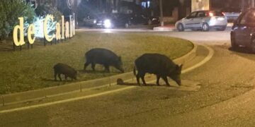 Ecologistas se oponen a contratar arqueros para la caza de jabalíes en Mijas
