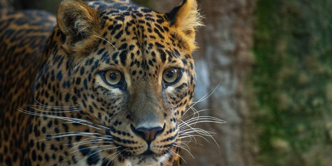 Llega a Bioparc Fuengirola una nueva pareja de leopardos de Sri Lanka