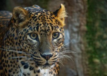 Llega a Bioparc Fuengirola una nueva pareja de leopardos de Sri Lanka