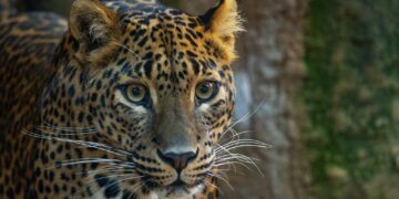 Llega a Bioparc Fuengirola una nueva pareja de leopardos de Sri Lanka