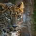 Llega a Bioparc Fuengirola una nueva pareja de leopardos de Sri Lanka