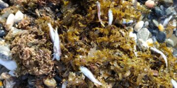 Medio Ambiente investiga la causa de la muerte de cientos de peces en Estepona