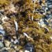 Medio Ambiente investiga la causa de la muerte de cientos de peces en Estepona