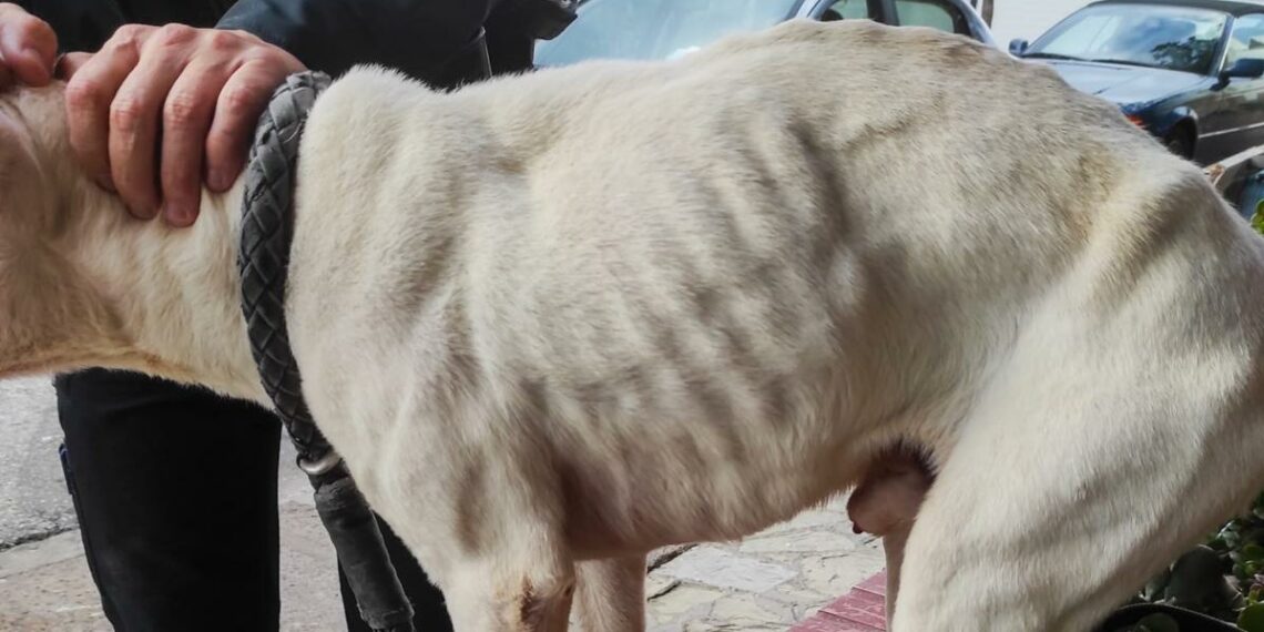 Policía de Marbella rescata a un perro que llevaba meses encerrado en un trastero sin agua ni comida