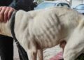 Policía de Marbella rescata a un perro que llevaba meses encerrado en un trastero sin agua ni comida