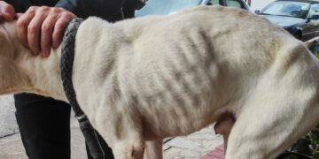 Policía de Marbella rescata a un perro que llevaba meses encerrado en un trastero sin agua ni comida