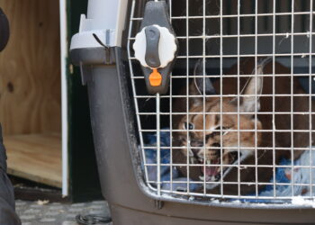 La Guardia Civil interviene un ejemplar de lince africano en el jardín de una vivienda en Marbella