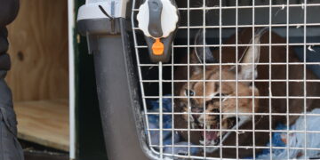 La Guardia Civil interviene un ejemplar de lince africano en el jardín de una vivienda en Marbella
