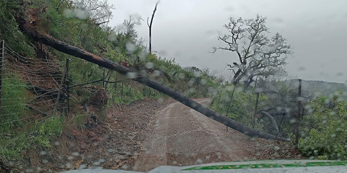 El temporal deja más de 120 incidencias durante la madrugada y la mañana del domingo en Andalucía