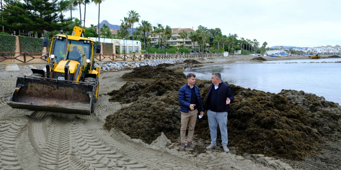 Marbella destina en lo que va de año más de 800.000 euros para retirar cada día de las playas 75 toneladas de algas invasoras