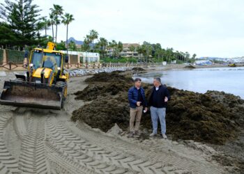 Marbella destina en lo que va de año más de 800.000 euros para retirar cada día de las playas 75 toneladas de algas invasoras