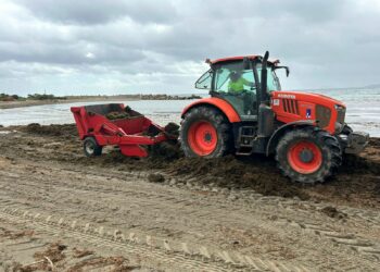 El Ayuntamiento de Estepona retira 450 toneladas de algas asiáticas de las playas en lo que va de año