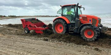 El Ayuntamiento de Estepona retira 450 toneladas de algas asiáticas de las playas en lo que va de año