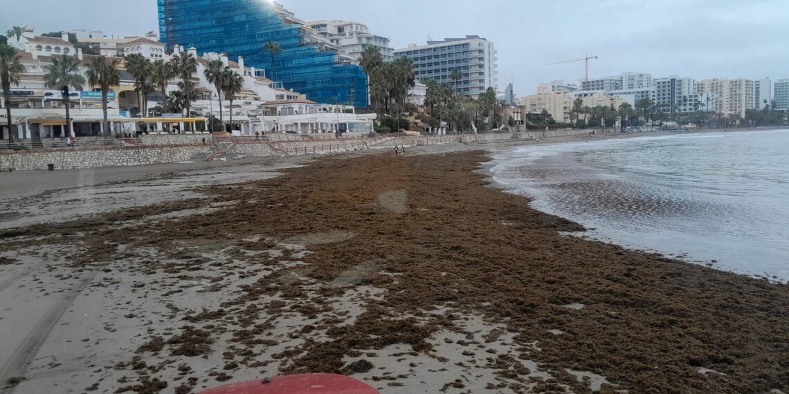 Benalmádena tendrá que retirar unas 70 toneladas de alga asiática de las playas, ancladas y dispersas a causa del fuerte temporal