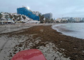 Benalmádena tendrá que retirar unas 70 toneladas de alga asiática de las playas, ancladas y dispersas a causa del fuerte temporal