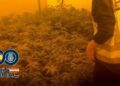 Cae en Fuengirola una red criminal de producción intensiva de marihuana