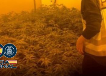 Cae en Fuengirola una red criminal de producción intensiva de marihuana