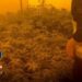 Cae en Fuengirola una red criminal de producción intensiva de marihuana