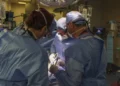El primer trasplante de un riñón de cerdo abre una nueva esperanza a miles de pacientes en diálisis
