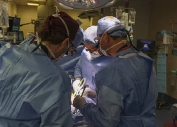 El primer trasplante de un riñón de cerdo abre una nueva esperanza a miles de pacientes en diálisis