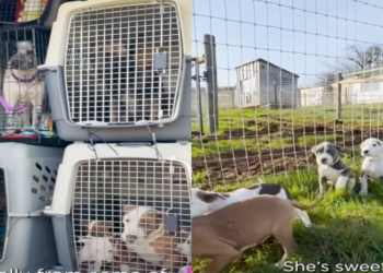 Rescatan a 20 perros que iban a ser sacrificados por no encontrarles familia en EEUU