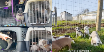 Rescatan a 20 perros que iban a ser sacrificados por no encontrarles familia en EEUU