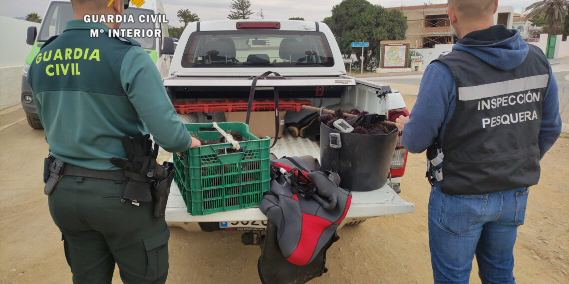 Intervenidos 34 kg de erizos de mar que habían sido capturados ilegalmente en una playa de Mijas