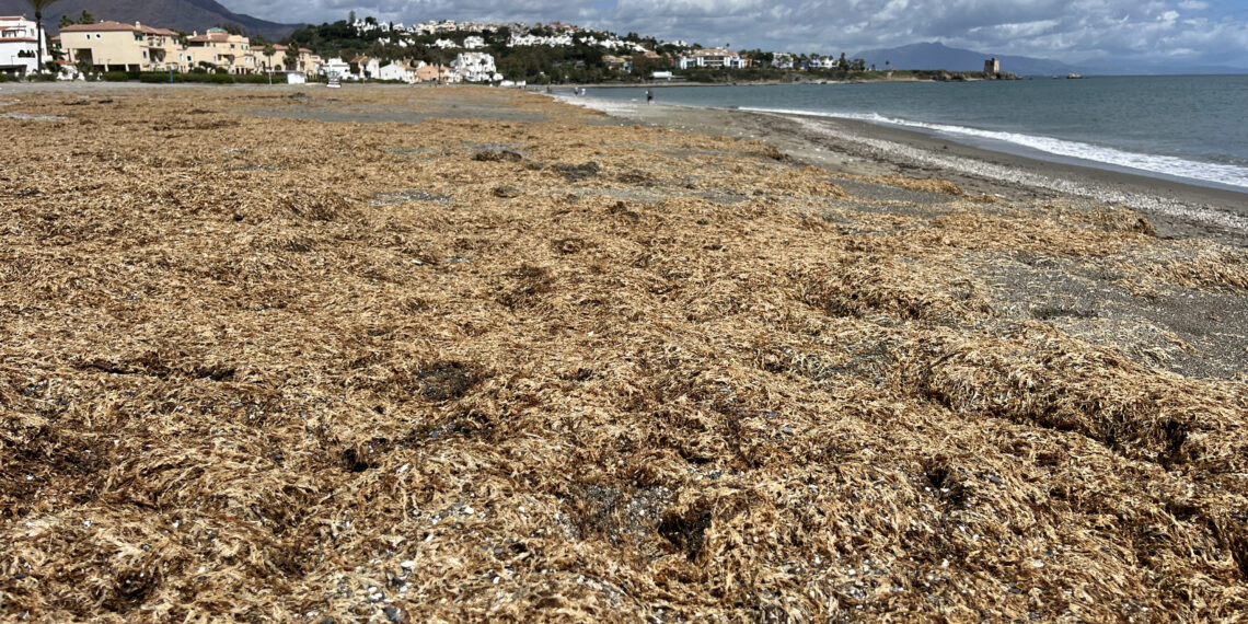El alga asiática continúa su expansión por la Costa del Sol