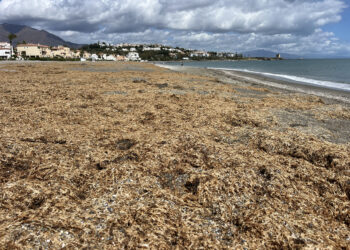 El alga asiática continúa su expansión por la Costa del Sol