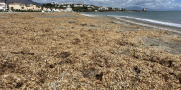 El alga asiática continúa su expansión por la Costa del Sol