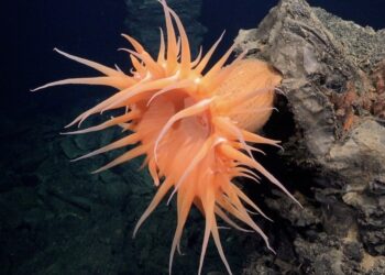Nuevo avance en la ciencia: Descubren más de 50 especies submarinas en la costa de Chile