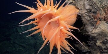 Nuevo avance en la ciencia: Descubren más de 50 especies submarinas en la costa de Chile