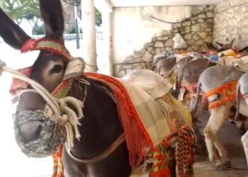 Animalistas convocan una concentración contra la explotación de los burros en Mijas