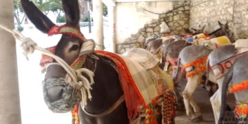 Animalistas convocan una concentración contra la explotación de los burros en Mijas