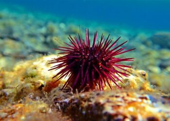 El erizo de mar, una posible solución a la invasión del alga asiática