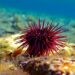 El erizo de mar, una posible solución a la invasión del alga asiática