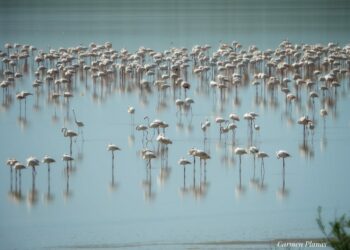 Las últimas lluvias vuelven a atraer a miles de flamencos hasta Málaga