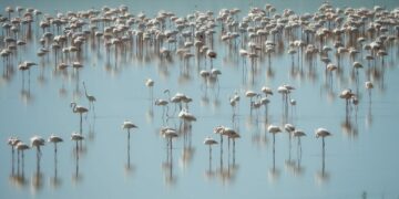 Las últimas lluvias vuelven a atraer a miles de flamencos hasta Málaga