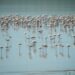 Las últimas lluvias vuelven a atraer a miles de flamencos hasta Málaga